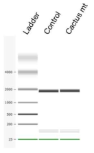 전기영동을 통한 RNA 품질분석