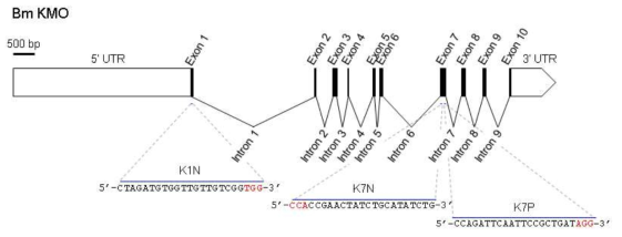 KMO 유전자의 구조 및 제작된 가이드 RNA 표적부위