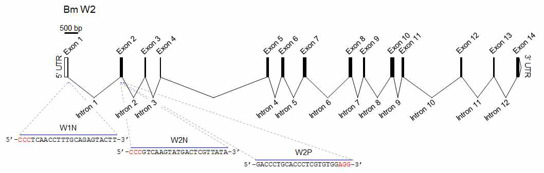 W2 유전자의 구조 및 제작된 가이드 RNA 표적부위