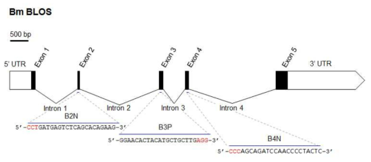 BLOS 유전자의 구조 및 제작된 가이드 RNA 표적부위