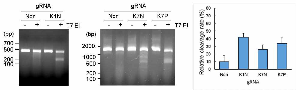 누에세포에 대한 KMO 유전자 gRNA의 효율 분석
