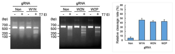 누에세포에 대한 W2 유전자 gRNA의 효율 분석