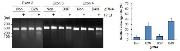 누에세포에 대한 BLOS 유전자 gRNA의 효율 분석