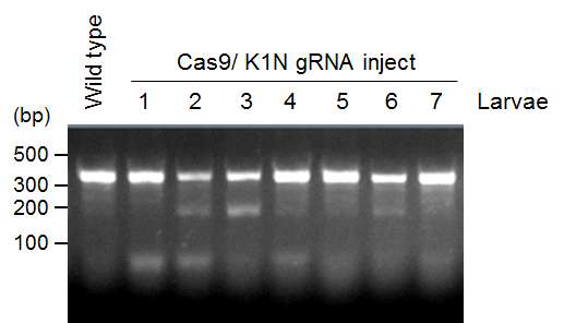 K1P G0 세대 생존 개체에 대한 T7 E1 돌연변이 분석