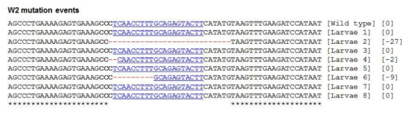 W1N G0 세대 유충에 대한 W2 유전자 염기서열 분석
