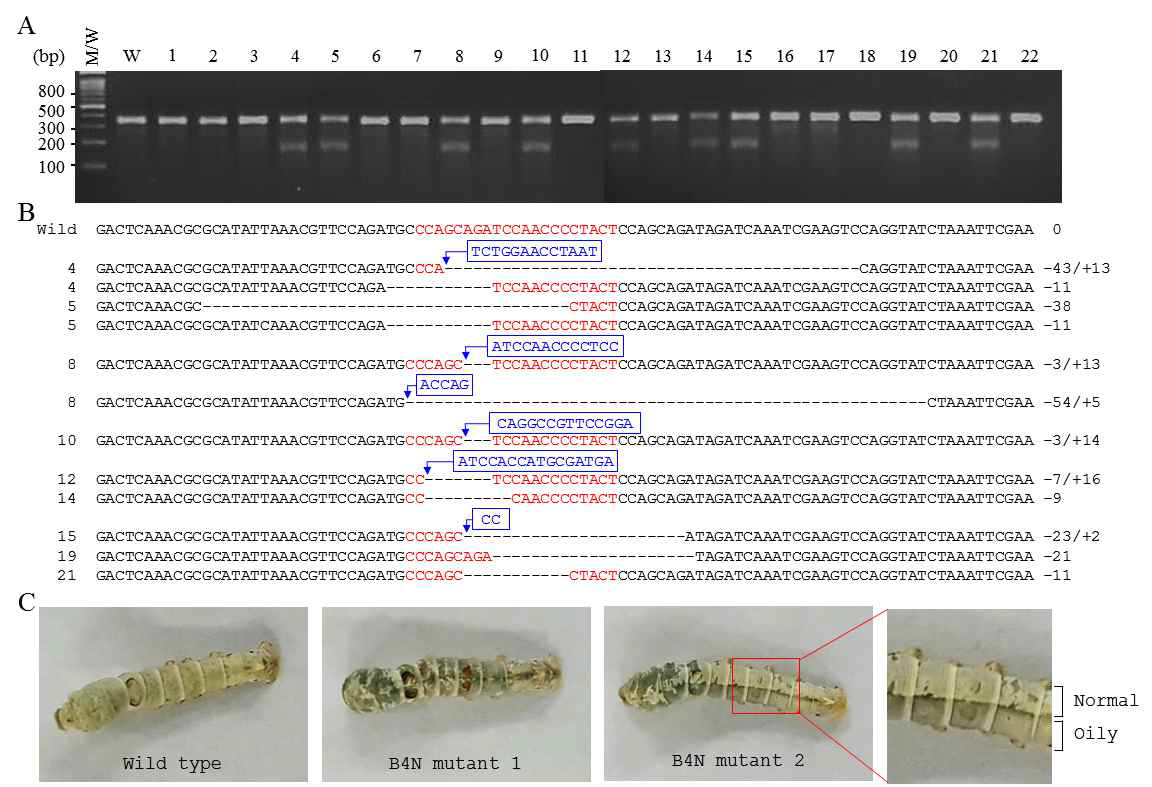 BLOS 유전자 편집누에의 표현형 및 유전자변이 분석