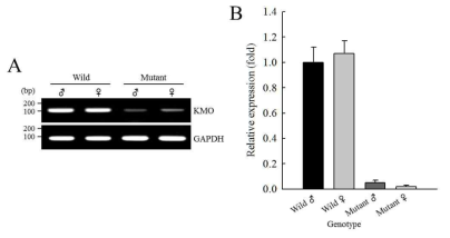 KMO 유전자 편집누에의 유전자 발현 분석