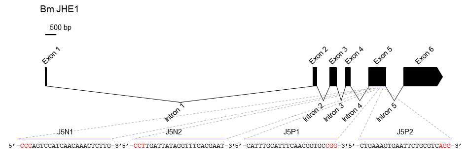 JHE 유전자의 구조 및 제작된 가이드 RNA 표적부위