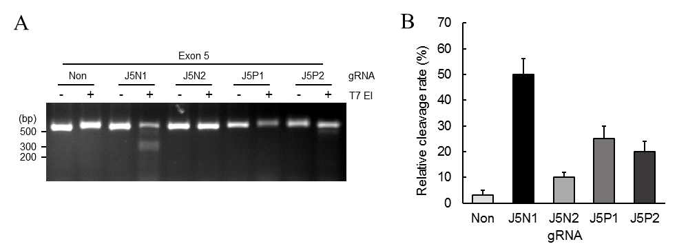 누에 세포에 대한 JHE 유전자 gRNA의 효율 분석