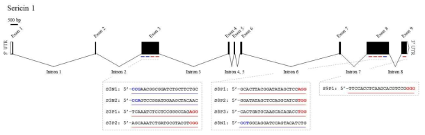Sericin 유전자의 구조 및 제작된 가이드 RNA 표적부위