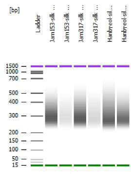 전기영동을 통한 견사선 cDNA library 품질분석
