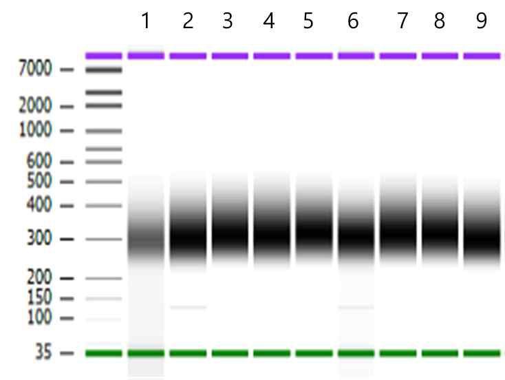 전기영동을 통한 누에 중장 cDNA library 품질분석