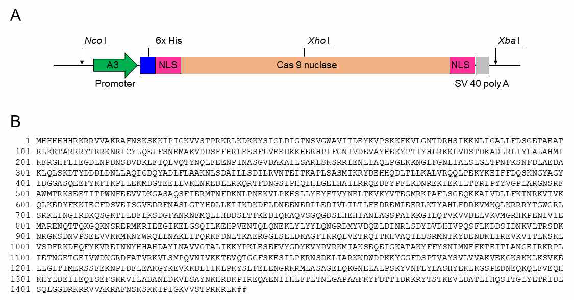Cas 9 발현을 위한 유전자 casett 및 아미노산 서열