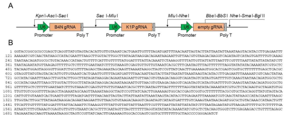 가이드 RNA 발현을 위한 유전자 casett 및 염기서열