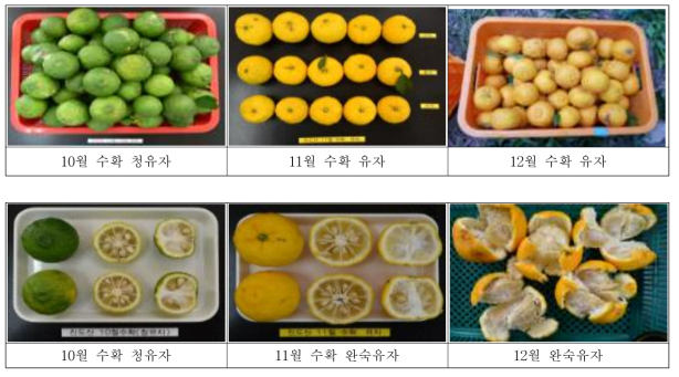 수확시기별 청유자 및 완숙유자 사진