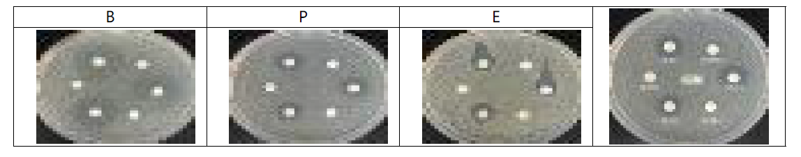 청유자 정유의 항균 활성 사진
