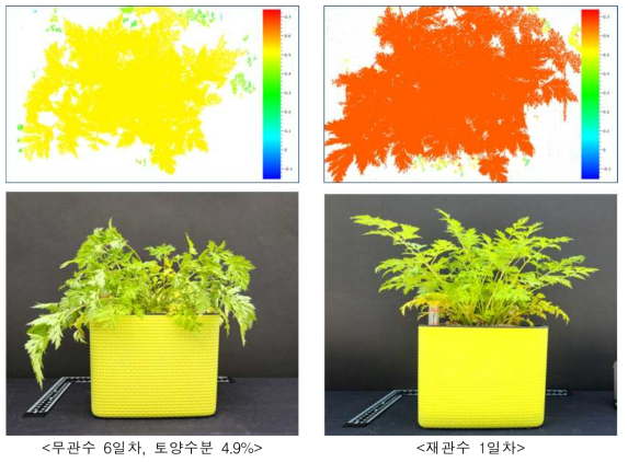 무관수 6일, 재관수 1일차의 최대양자수율 분포 분석