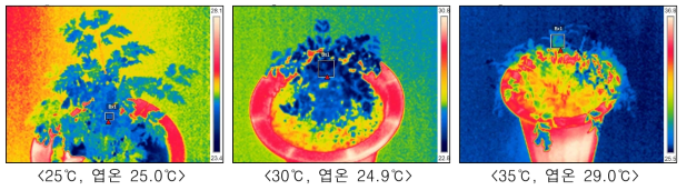 기온에 따른 천궁 잎의 엽온 비교