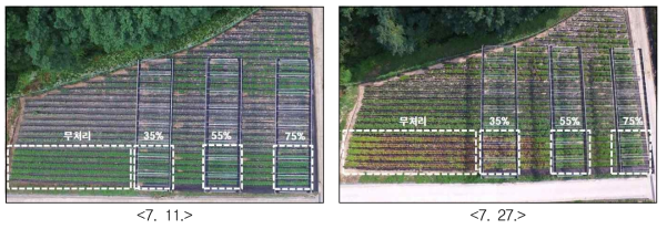 차광처리별 생육 비교
