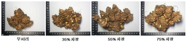 차광처리별 지하부 생육 비교