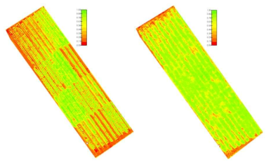 이랑 피복에 따른 시험포장의 NDVI 변화