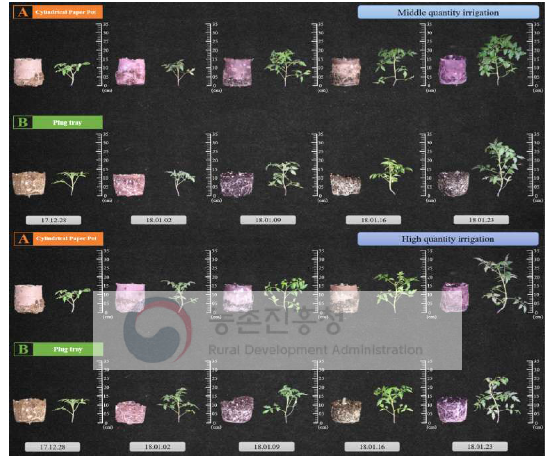토마토육묘시관수량의차이가원통형종이포트묘와기존플러그묘의생육에미치는영향