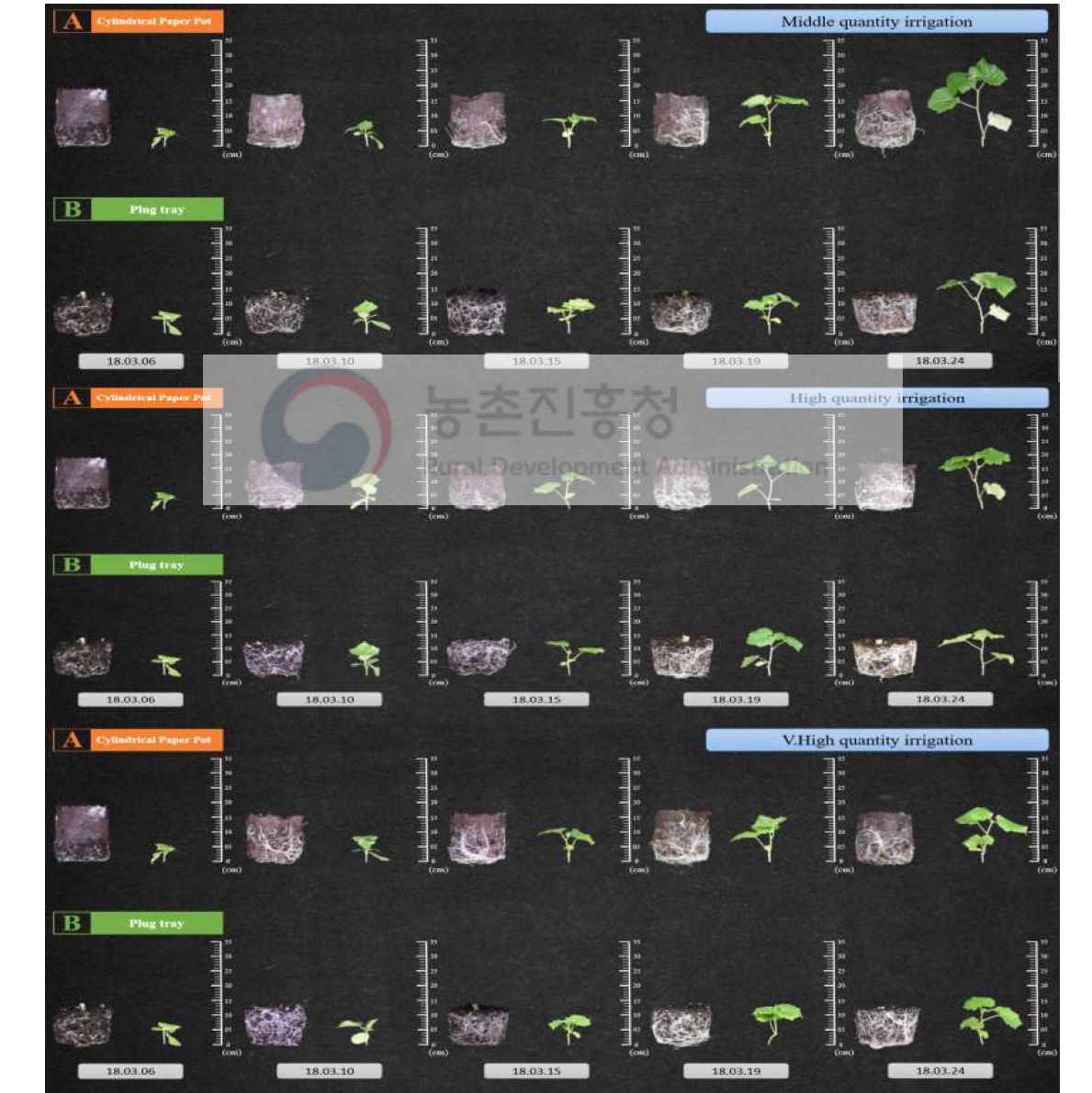 오이 육묘 시, 관수량의 차이가 원통형 종이포트 묘와 기존 플러그 묘의 초장에 미치는 영향