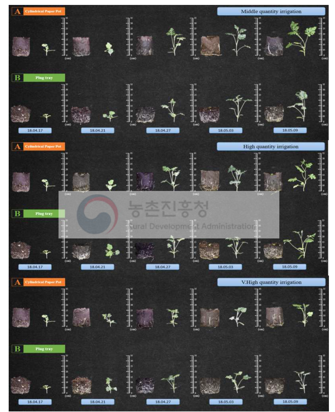 수박 육묘 시, 관수량의 차이가 원통형 종이포트 묘와 기존 플러그 묘의 초장에 미치는 영향