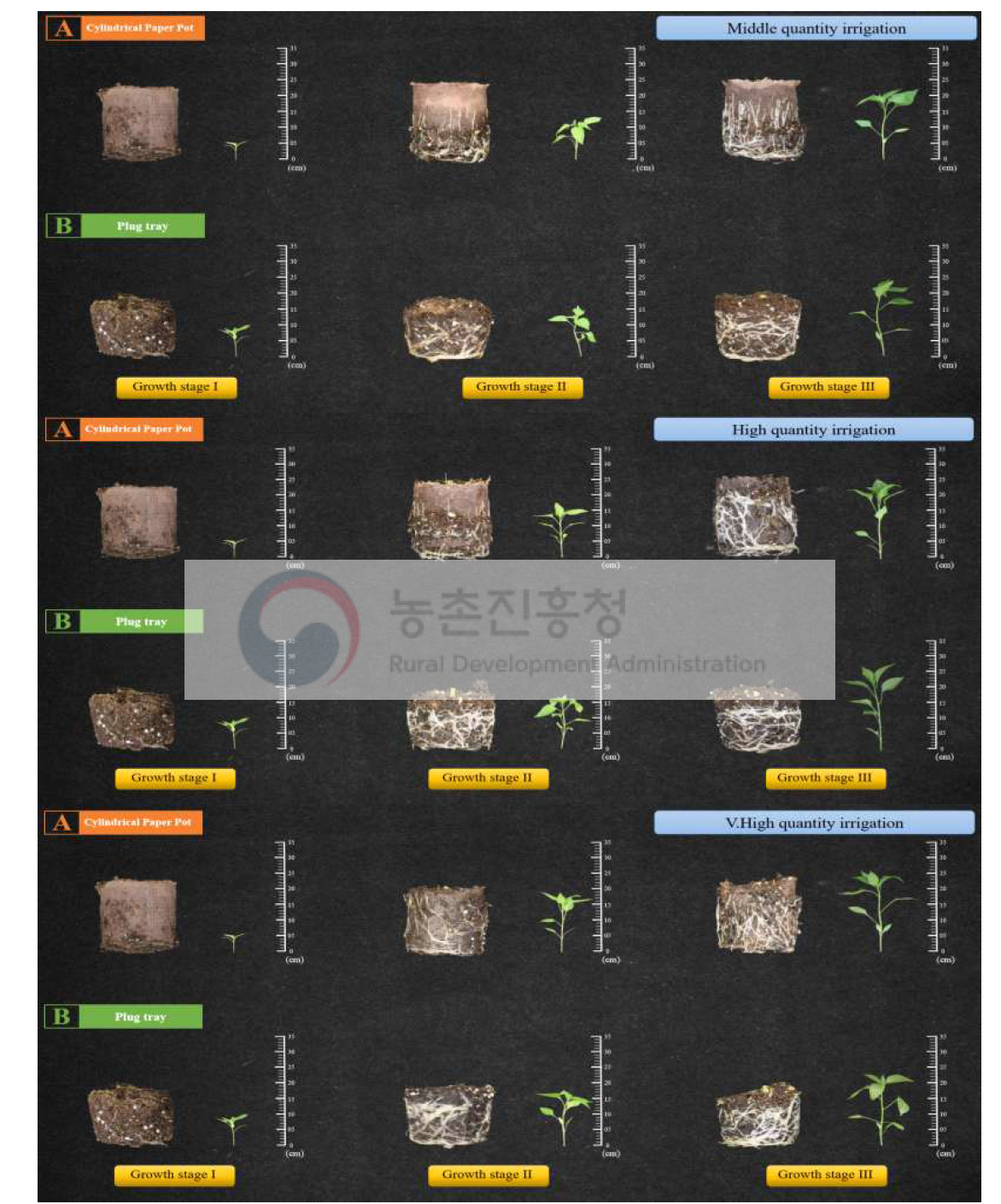 고추 육묘 시, 관수량의 차이가 원통형 종이포트 묘와 기존 플러그 묘의 초장에 미치는 영향