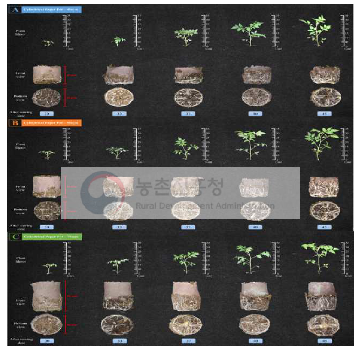 토마토 공정 육묘시, 원통형 종이포트 묘의 셀 높이 조절이 묘소질에 미치는 영향