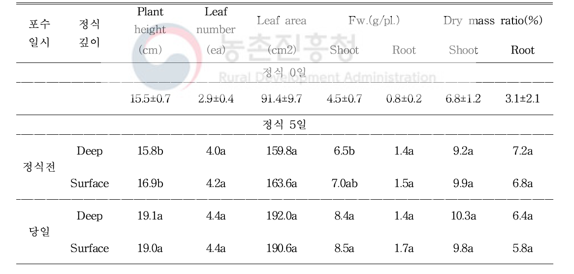 정식 전 포수 일시와 정식 깊이에 따른 오이 초기와 정식 5일째 생육