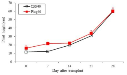 육묘 방식에 따른 오이(육묘 40일)의 초장 변화