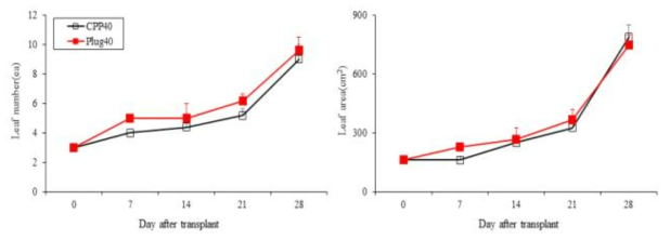 육묘 방식에 따른 오이(육묘 40일)의 엽수 및 엽면적 변화