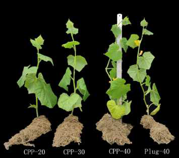오이 육묘 시, 유묘 정식 시기에(육묘 20, 30, 40 일) 따른 종이포트(CPP) 묘와 기존 플러그(Plug) 묘의 생육