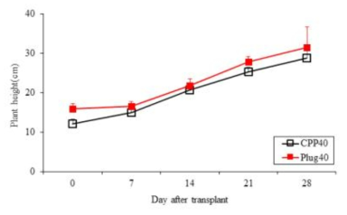 육묘 방식에 따른 파프리카(육묘 40일)의 초장 변화