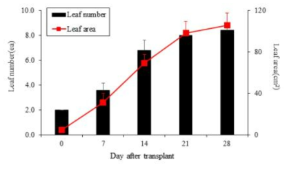 파프리카 조기 정식(육묘 20일)의 엽수 및 엽면적 변화