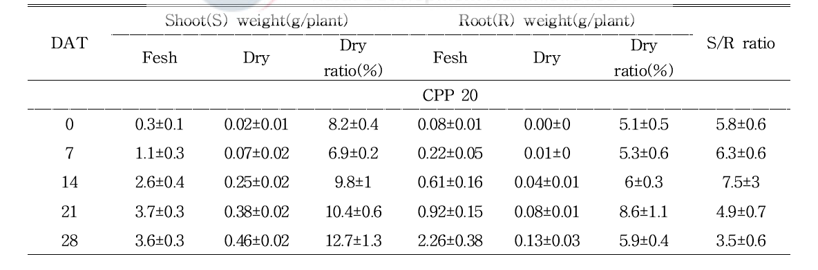 파프리카 조기 정식(육묘 20일)의 지상부 및 지하부의 무게 및 S/R율 변화