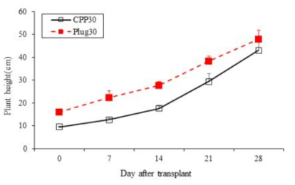 육묘 방식에 따른 토마토(육묘 30일)의 초장 변화