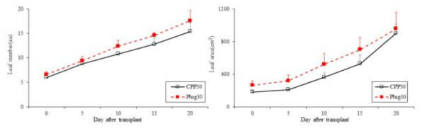 정식 일수에 따른 육묘 방식에 따른 배추(육묘 30일)의 엽수 및 엽면적의 변화