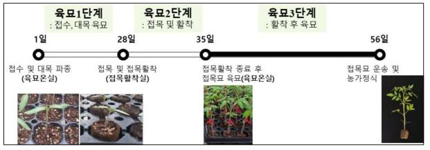 토마토 종이포트 접목묘 생산