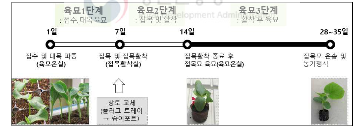 오이 종이포트 접목묘 생산