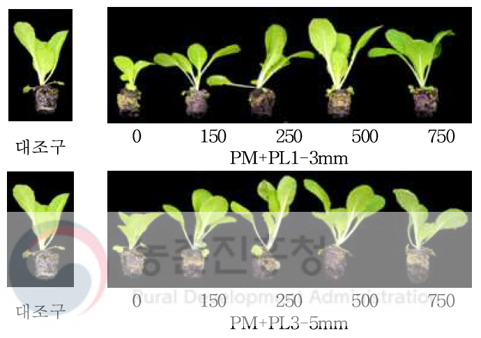 기비로 혼합된 질소의 시비수준 차이가 파종 3주 후 배추 생장에 미치는 영향