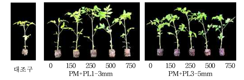 기비로 혼합된 질소의 시비수준 차이가 접목 21일 후 토마토의 생장에 미치는 영향