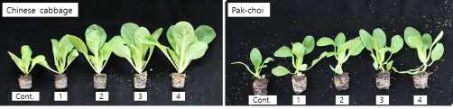 추비수준 및 시비시기 차이가 파종 25일 후 배추와 청경채 생장에 미치는 영향