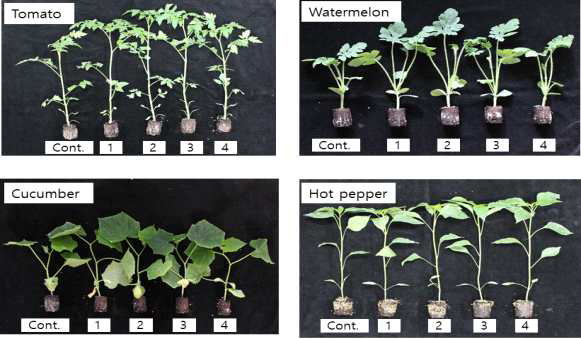 추비수준 및 시비시기 차이가 토마토(접목 21일 후), 수박, 오이(접목 19일 후), 고추(파종 5주 후)의 생장에 미치는 영향