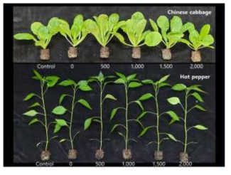 토양습윤제 처리농도 차이가 따른 배추(파종 5주 후)와 고추(파종 6주 후)의 생장에 미치는 영향
