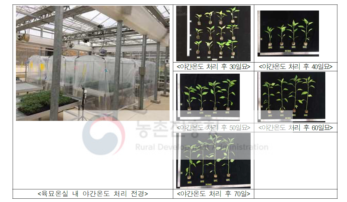 육묘온실 내 야간온도 처리 전경 및 육묘일수 별 생육 상태