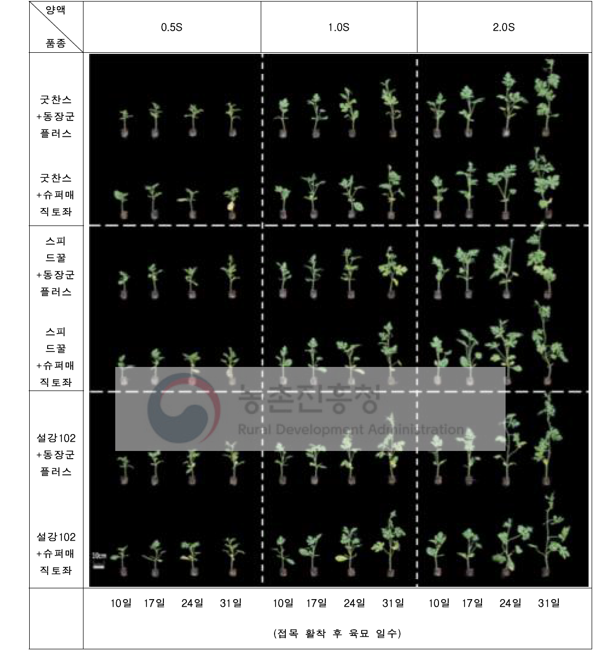 시비 처리에 따른 수박 접목묘 접목 활착 후 육묘 일수별 묘소질