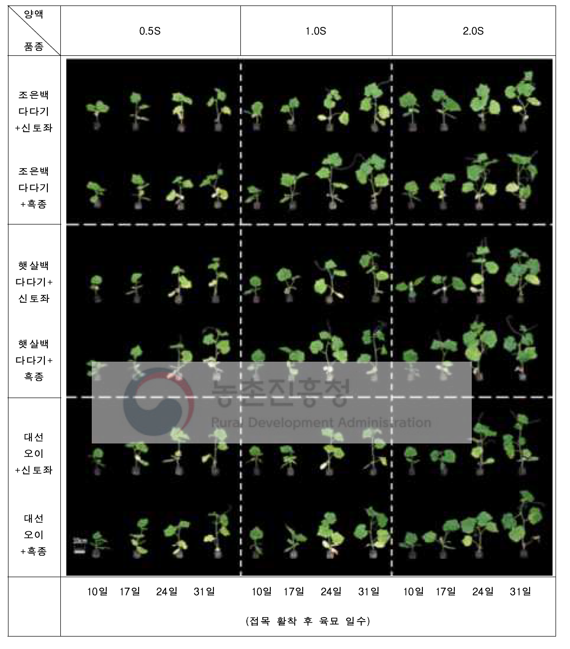 시비 처리에 따른 오이 접목묘 접목 활착 후 육묘 일수별 묘소질