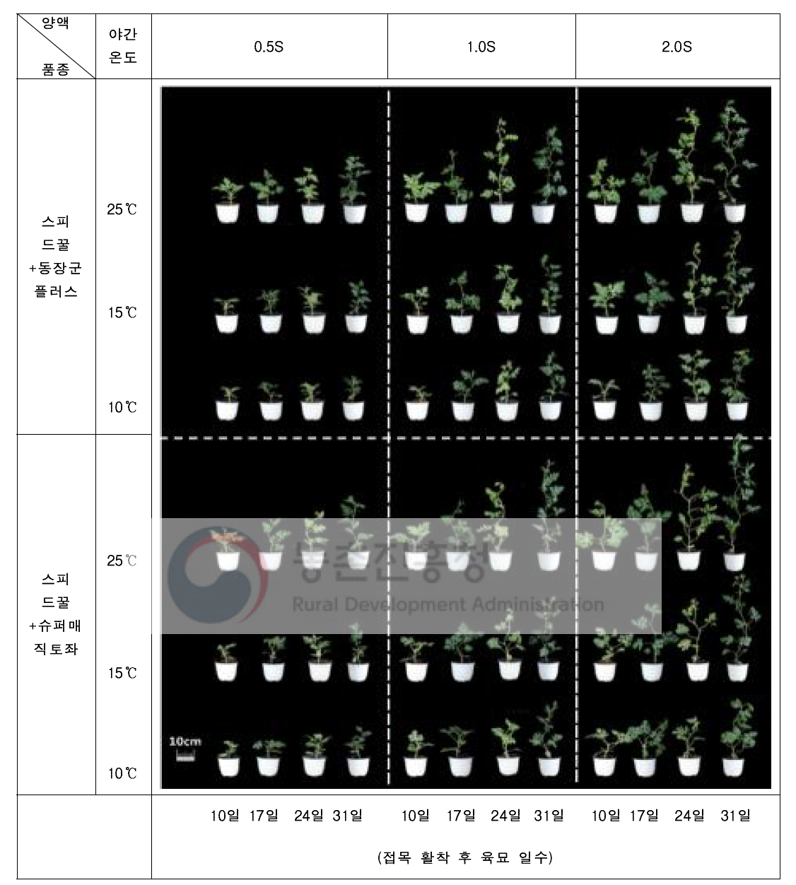 시비 처리에 따른 수박 접목묘 정식 후 야간 온도 처리 10일 후 생육 특성